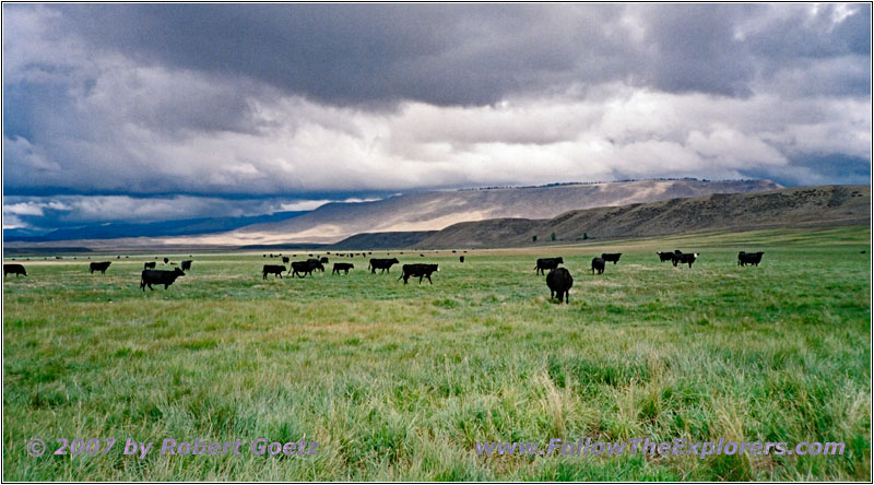 Cattle, Fayette Pole Creek Rd, WY