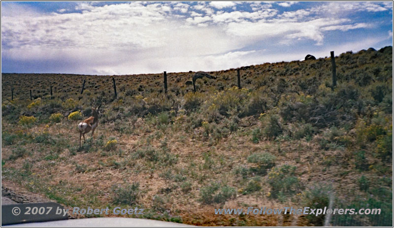 Pronghorn, Big Sandy Elkhorn Rd, WY