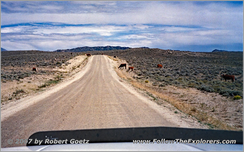 Cattle, Lander Cutoff Rd, WY