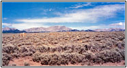 Pronghorn, Lander Cutoff Rd, WY