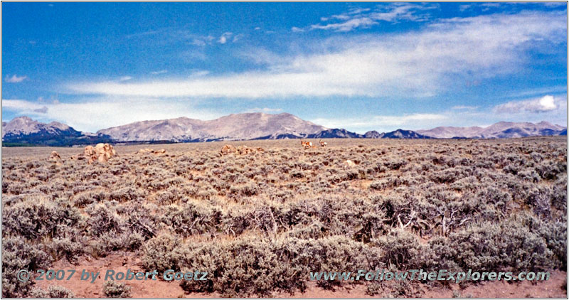 Gabelbock, Lander Cutoff Rd, Wyoming