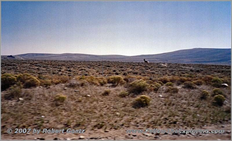 Gabelbock, Oregon Buttes Rd, Wyoming