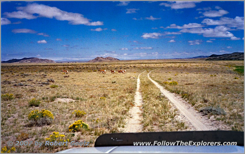 Gabelböcke, Emigrant Trail Rd/RD319, Wyoming