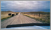 Cattle, CR27/Tank Farm Rd, WY