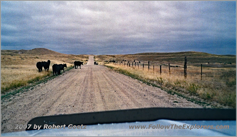 Cattle, CR27/Tank Farm Rd, WY