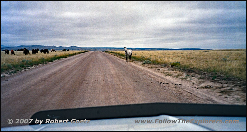 Horses, Backroad, WY