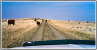 Cattle, Ridge Rd, MT