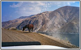 Horse on Snake River Rd, Snake River, OR