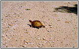 Schildkröte auf Highway E, Missouri