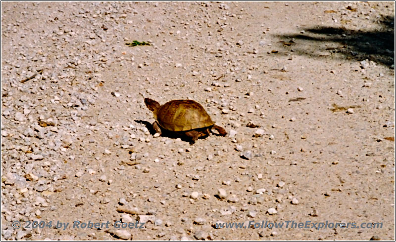 Turtle on Highway E, MO
