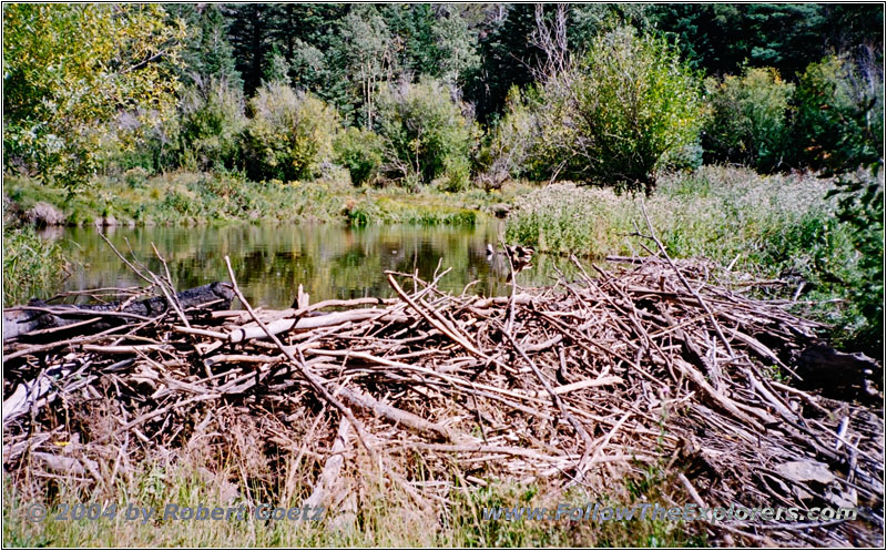 FR235, Medano Creek Beaver Dam, CO