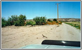 Roadrunner on Service Road, NM