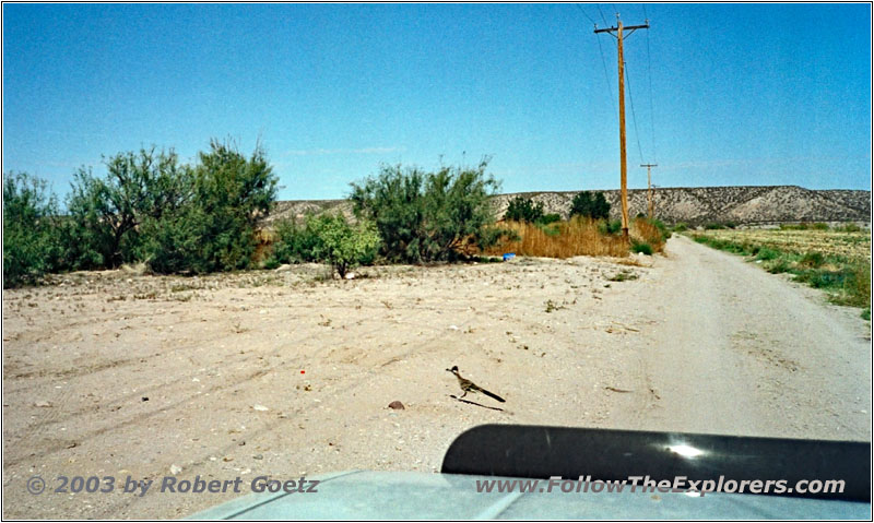 Roadrunner on Service Road, NM