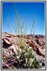 Hueco Tanks State Park, Texas