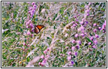 Butterfly, Great River Bluffs State Park, MN