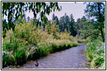 Mississippi River Source, Lake Itasca SP, MN